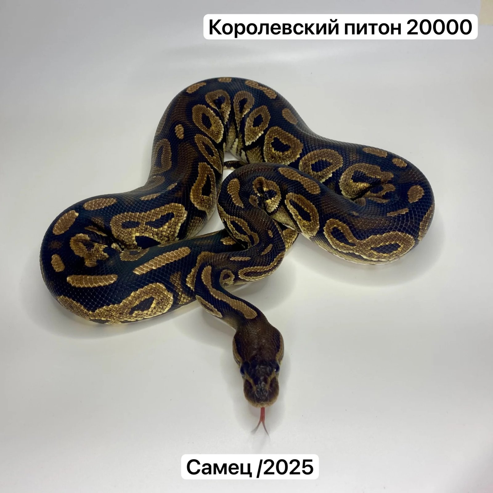 Змеи и готовые комплекты для их содержания
