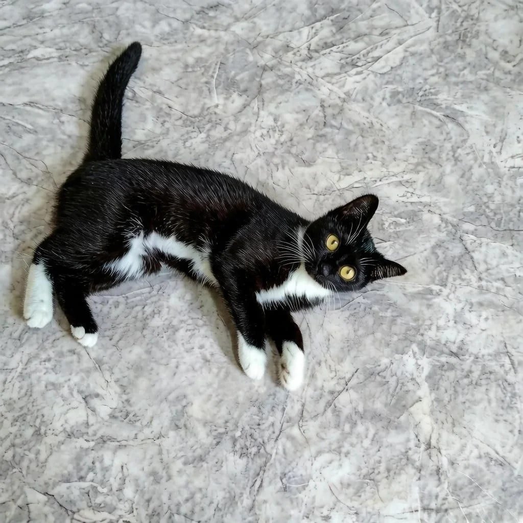 котята в добрые руки , выбираем питомца, доставка бесплатная