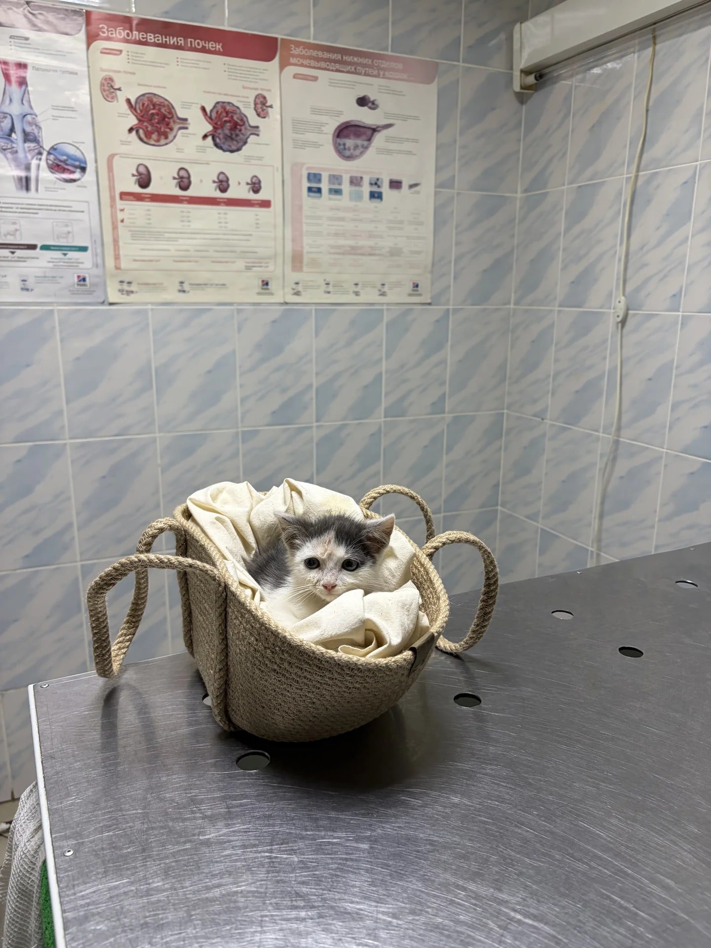 отдам кота в хорошие руки