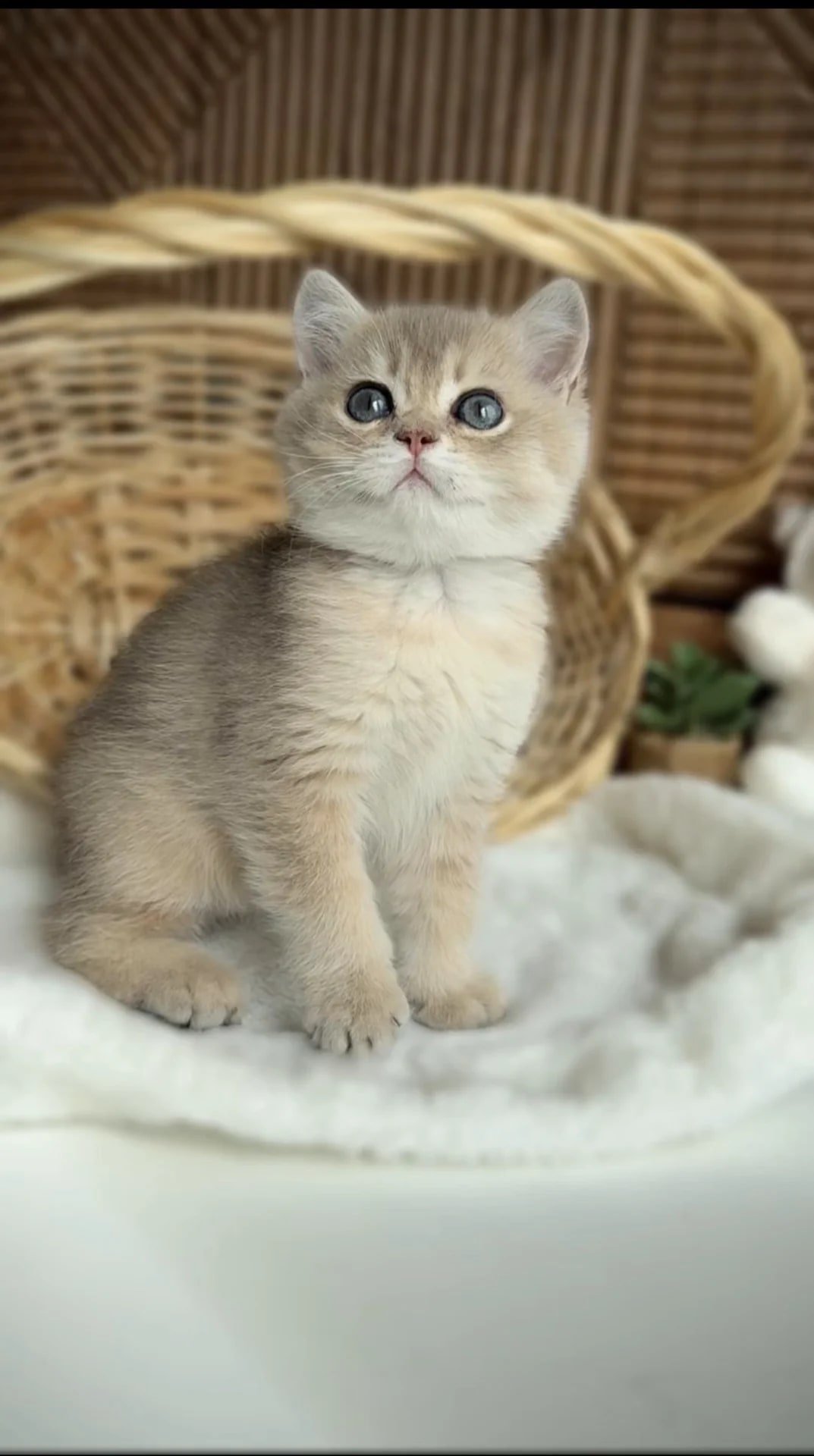 Британские котята золотая шиншила