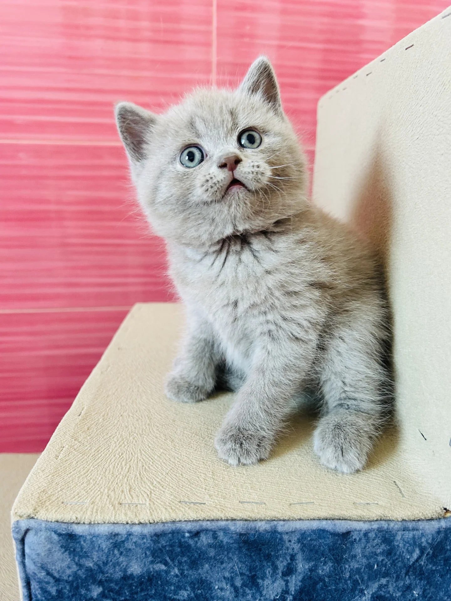шотландский мальчик