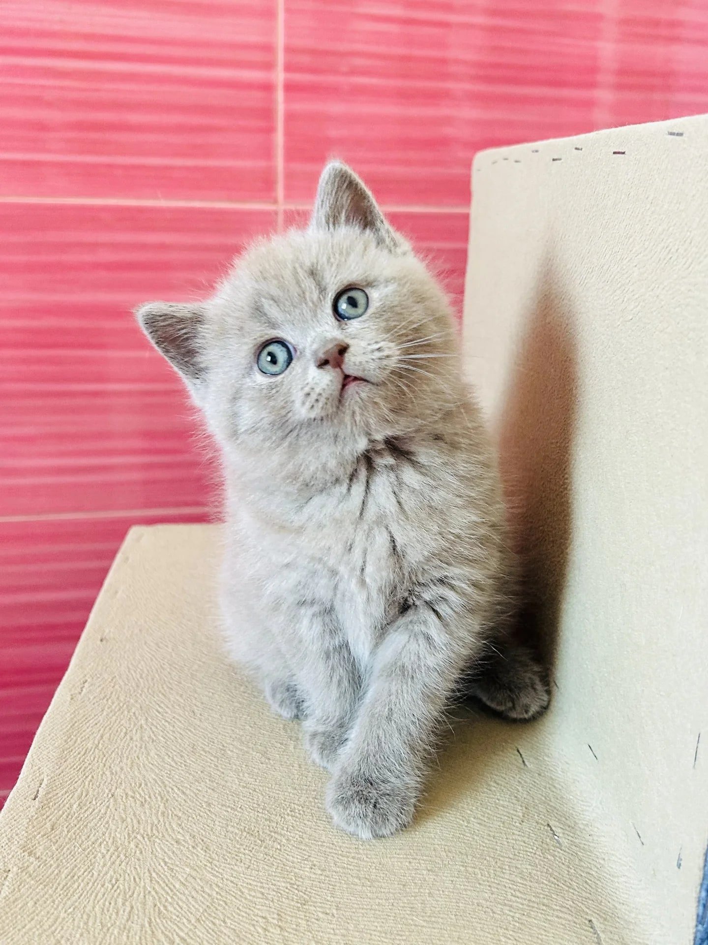шотландский мальчик