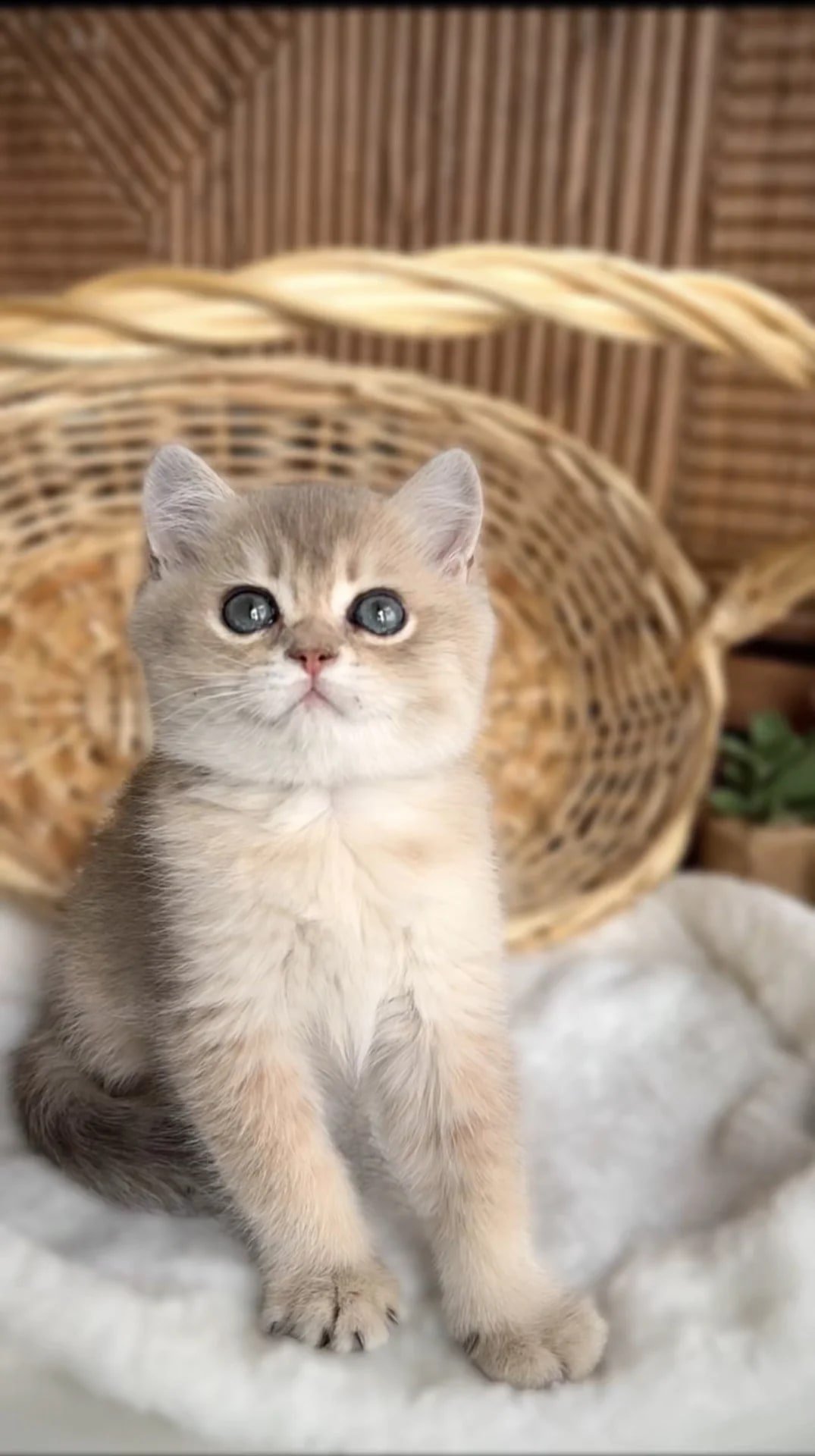 Британские котята золотая шиншила