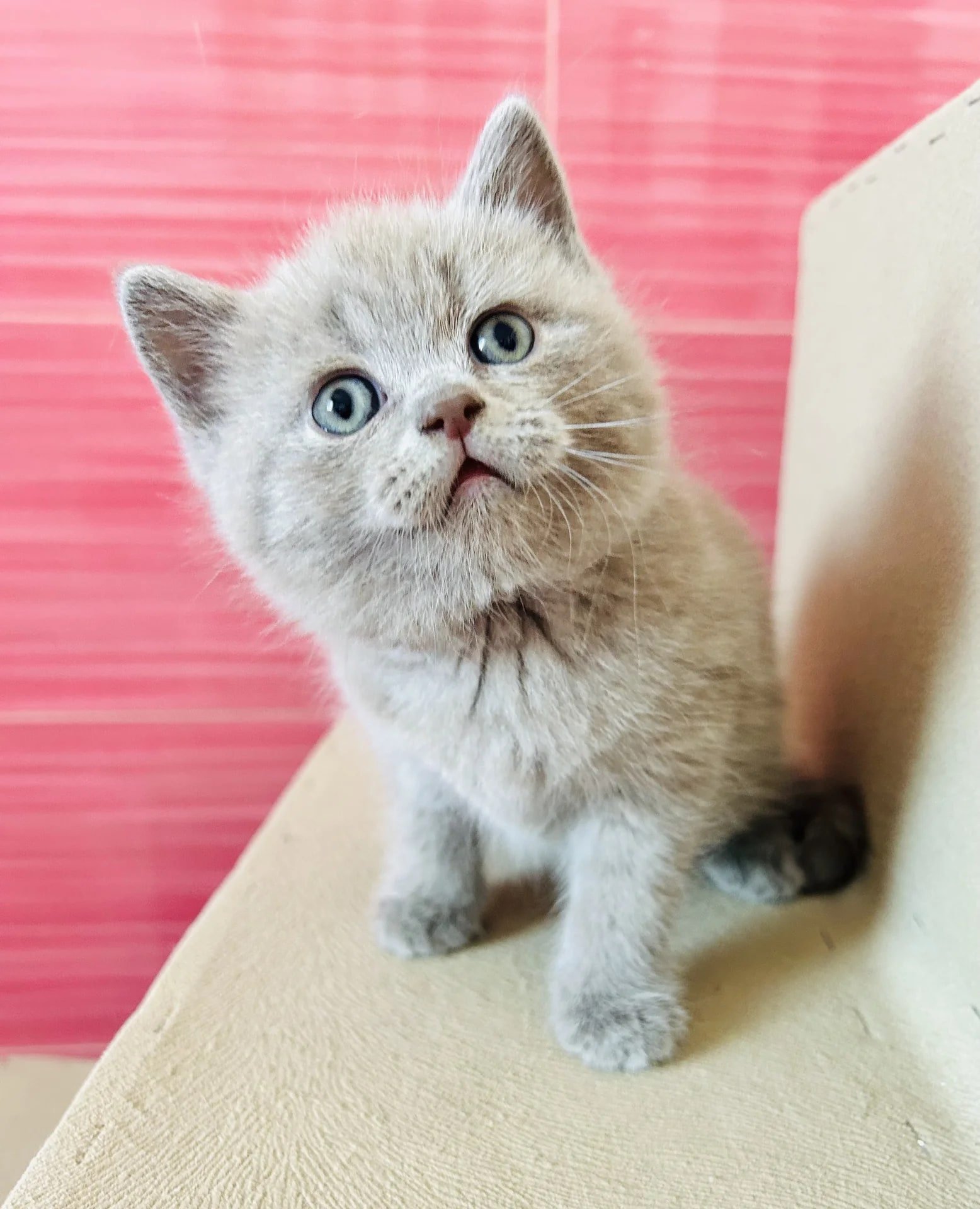 шотландский мальчик
