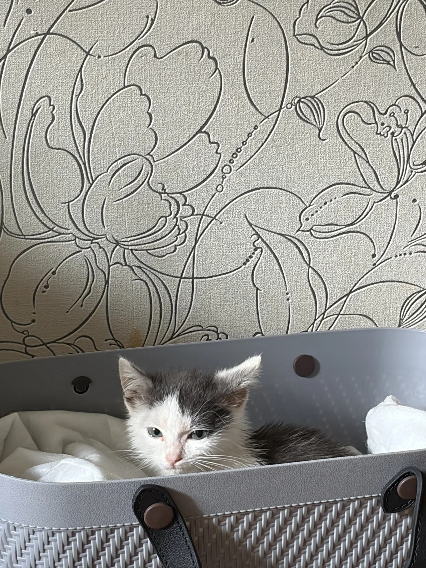 отдам кота в хорошие руки