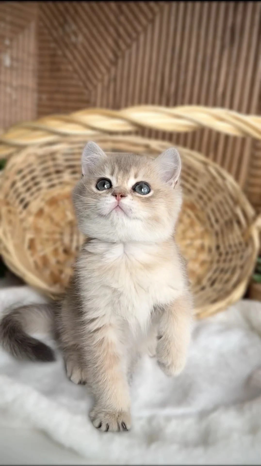Британские котята золотая шиншила
