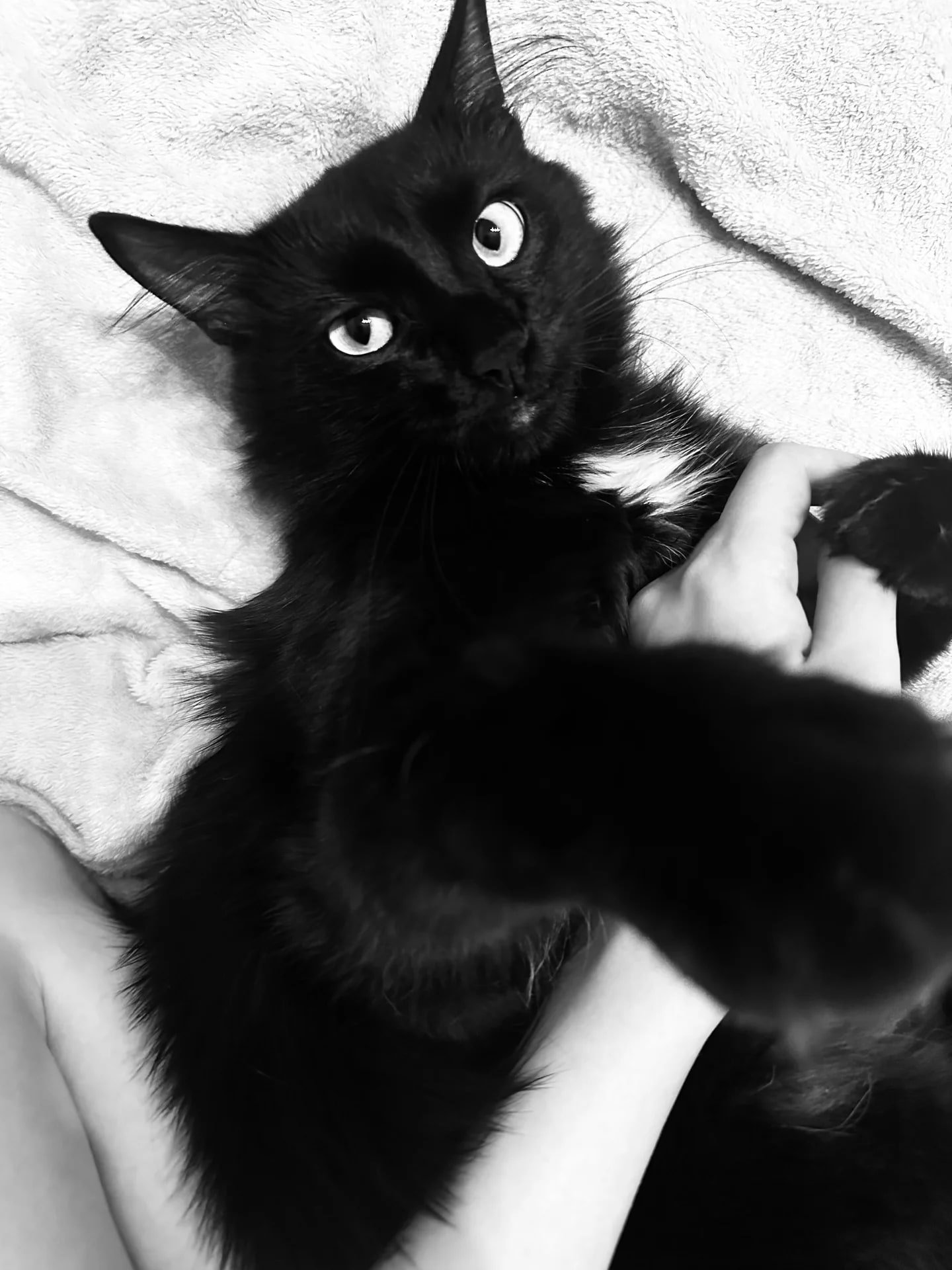 Отдам кота с улицы, кастрирован