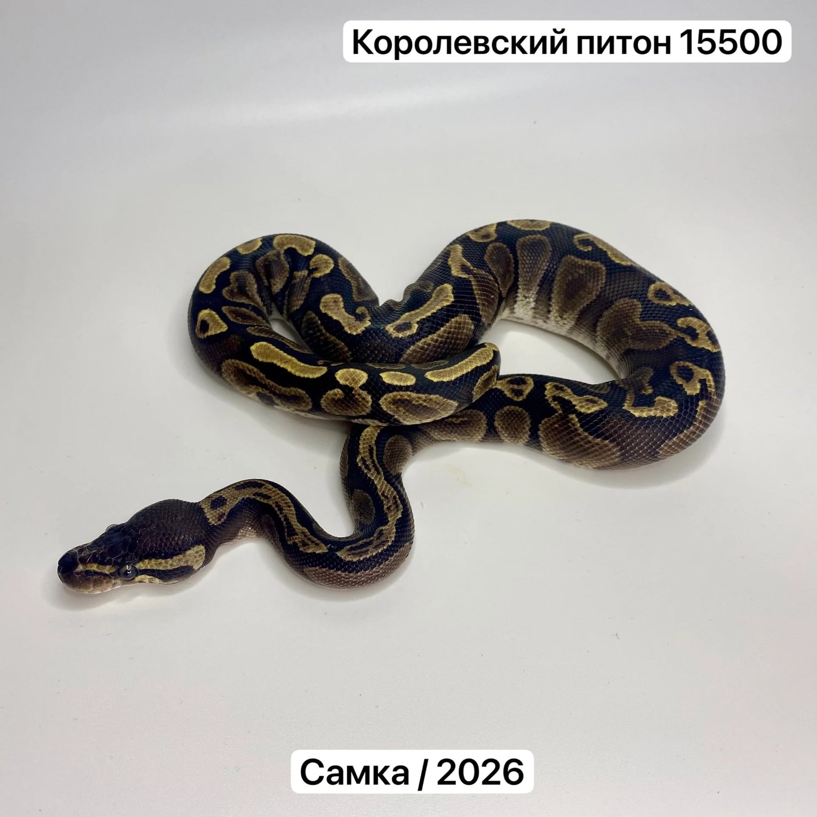 Змеи и готовые комплекты для их содержания