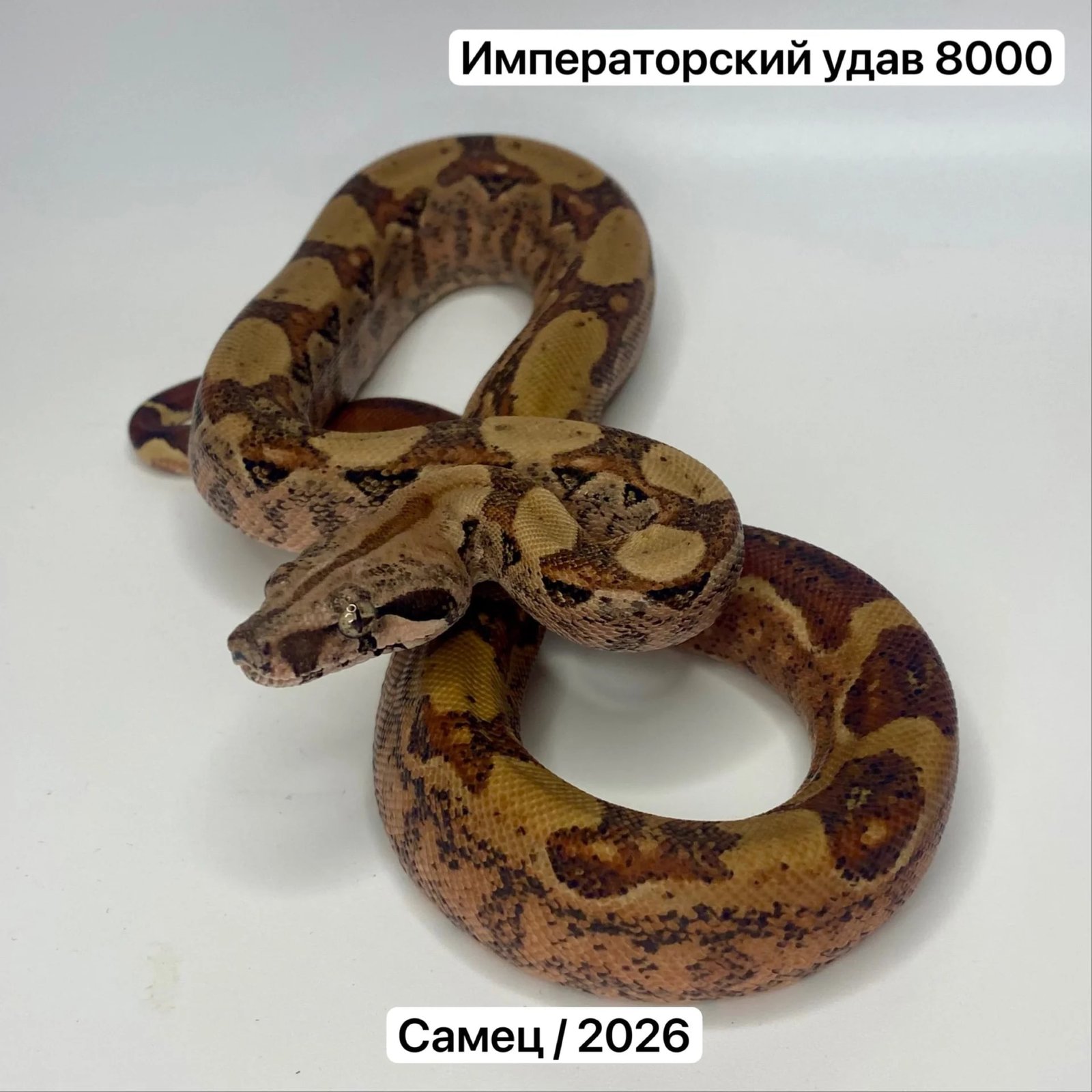 Змеи и готовые комплекты для их содержания