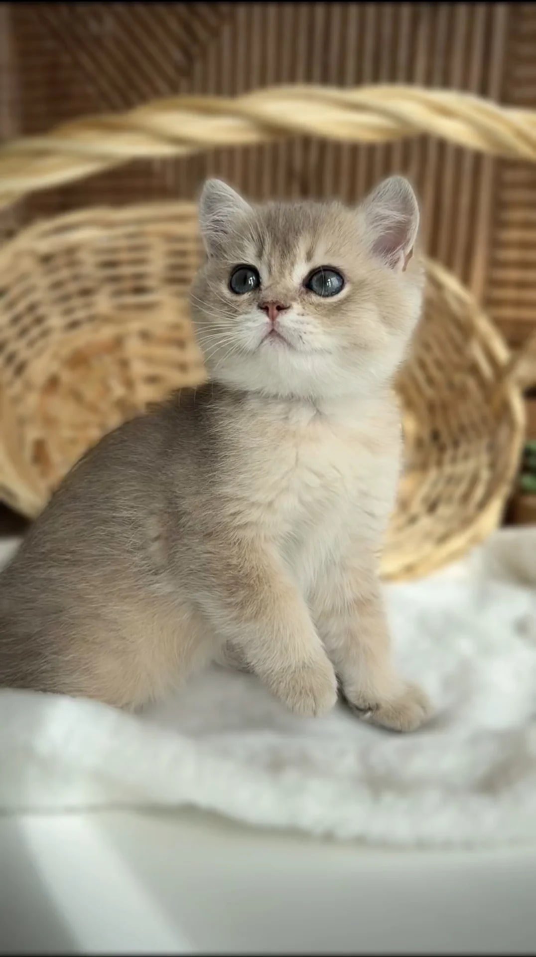 Британские котята золотая шиншила