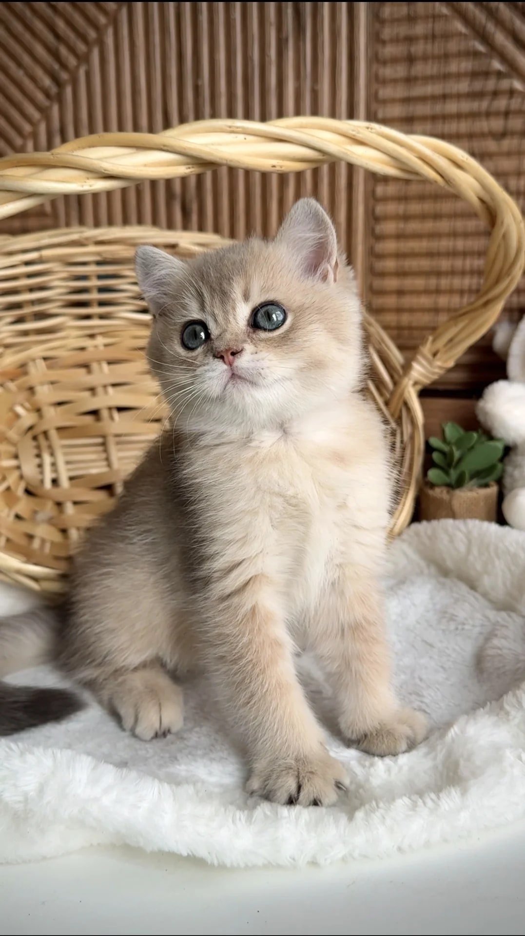 Британские котята золотая шиншила