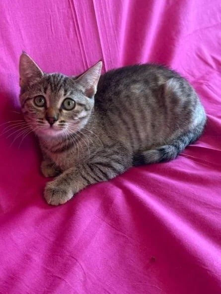 котенок метис британца в добрые руки