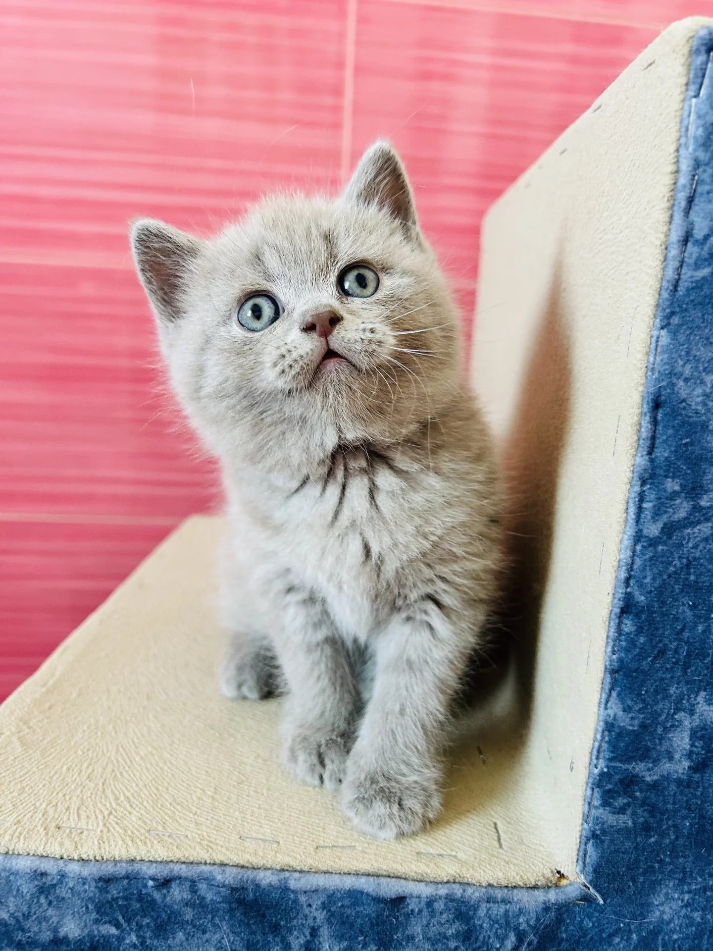 шотландский мальчик