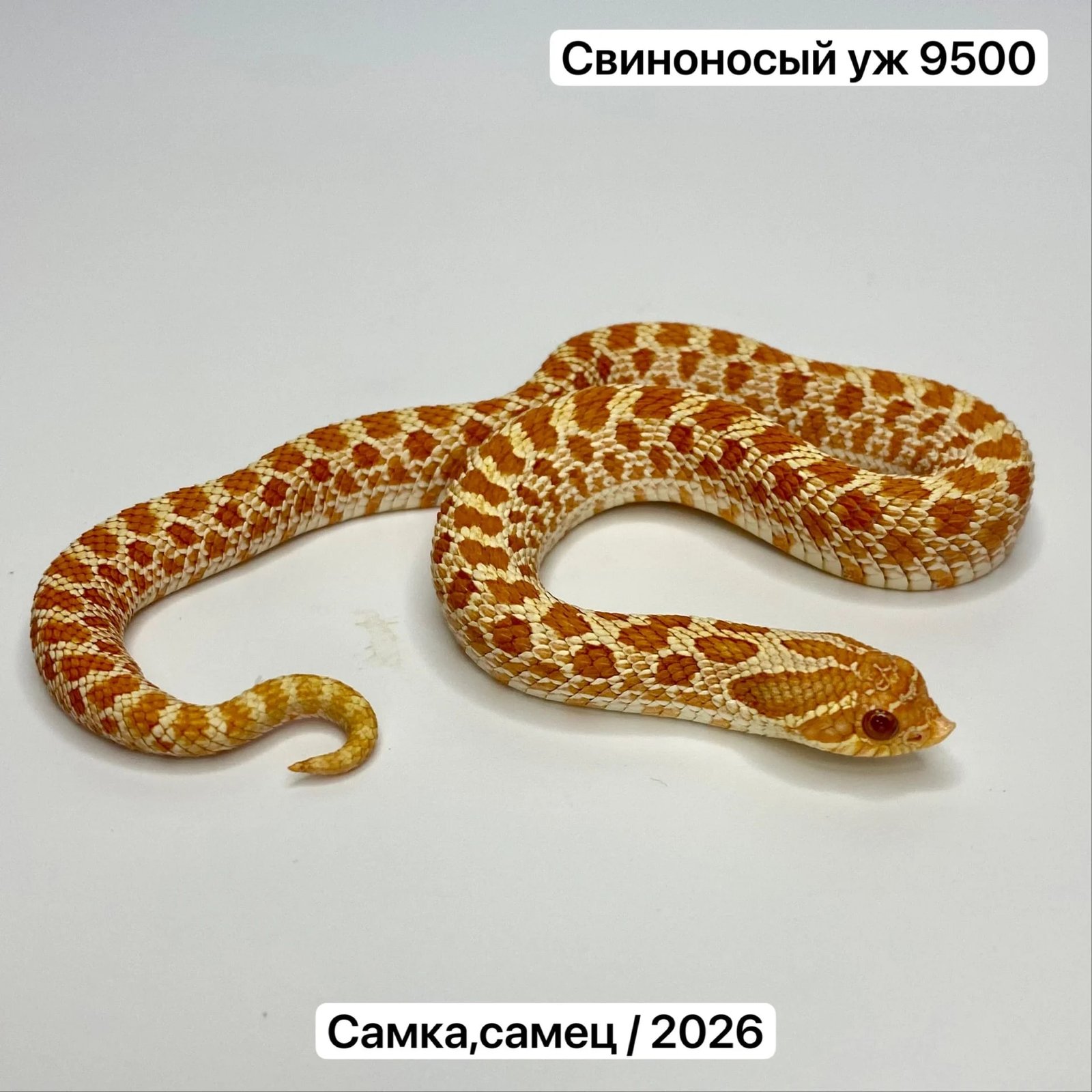 Змеи и готовые комплекты для их содержания